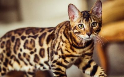 اطلاعات مفید درباره گربه ها
