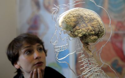 مشخصات مغز انسان